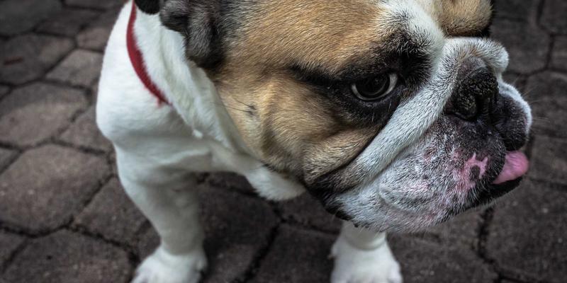 智能家居系统如何为银发族打造安全便捷的智慧生活？